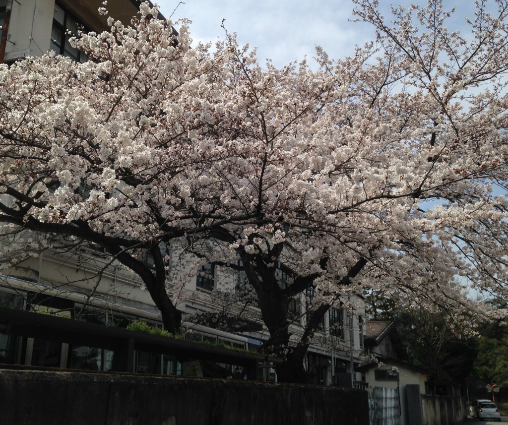 140401鴨沂高校の桜
