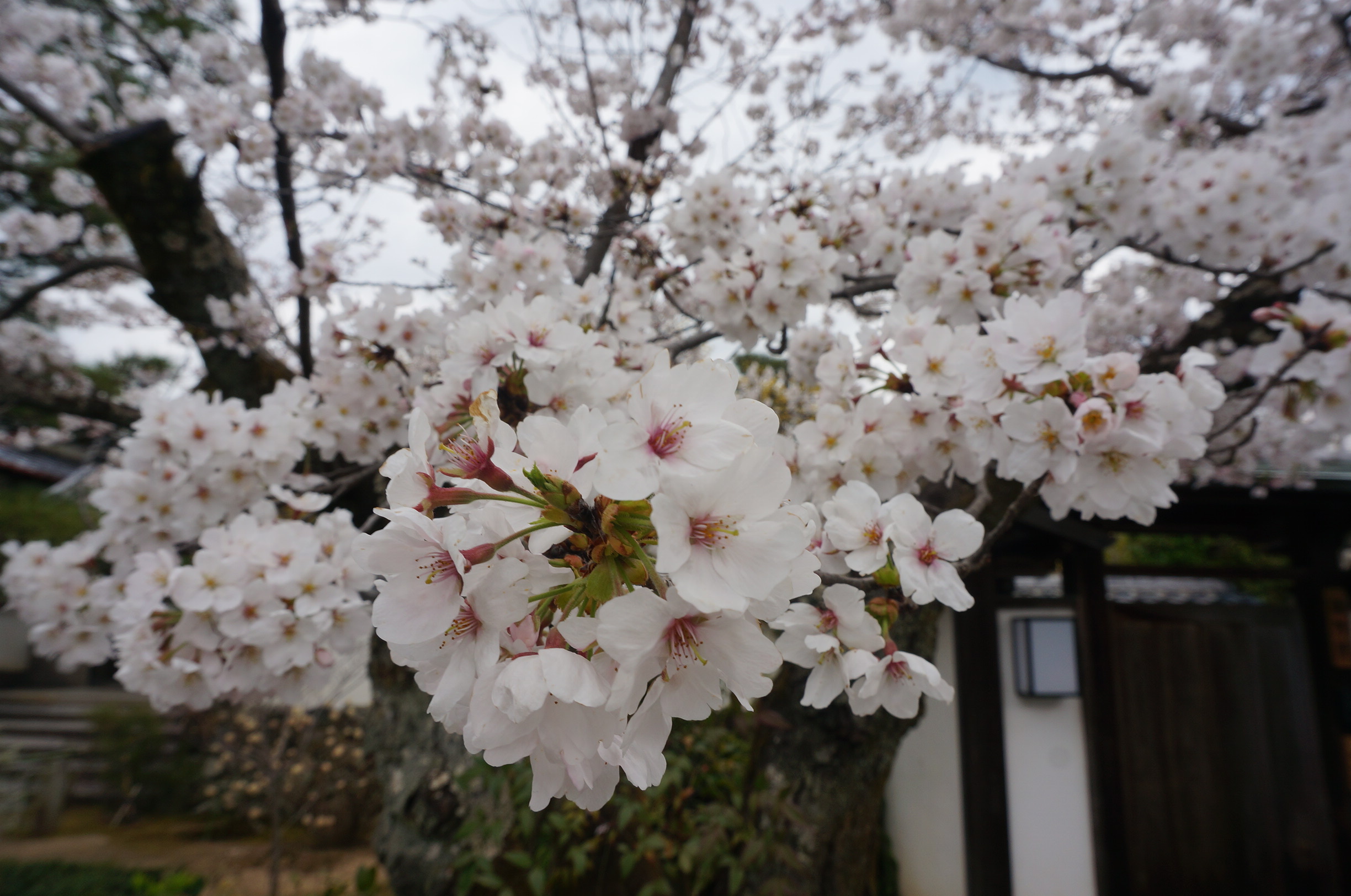 京都、桜、見頃です(’17年4月7日)