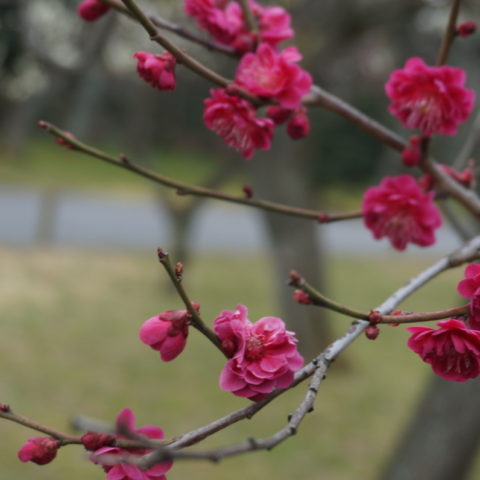 「そうだ 京都、行こう。」二条城の梅の“実”になる情報(’19年2月27日)