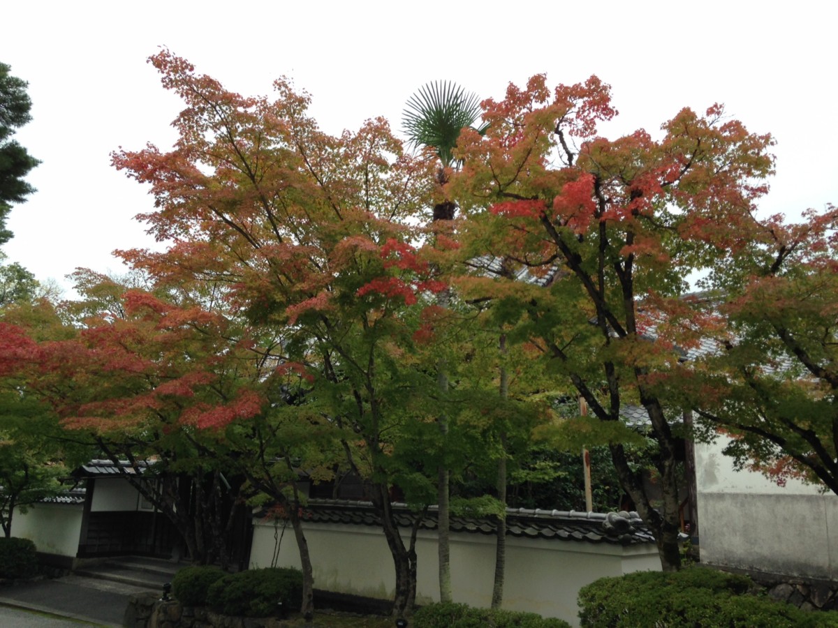 京都の紅葉(’13年10月31日)