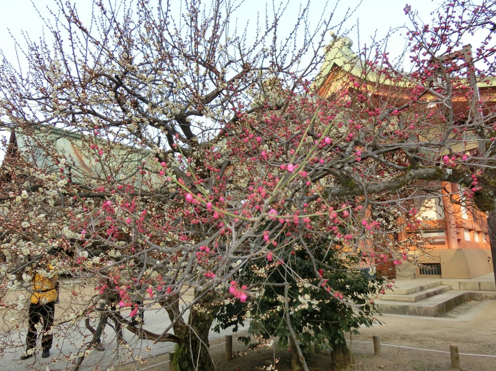 北野天満宮 梅苑 14年2月25日 京都のお香は老舗の林龍昇堂