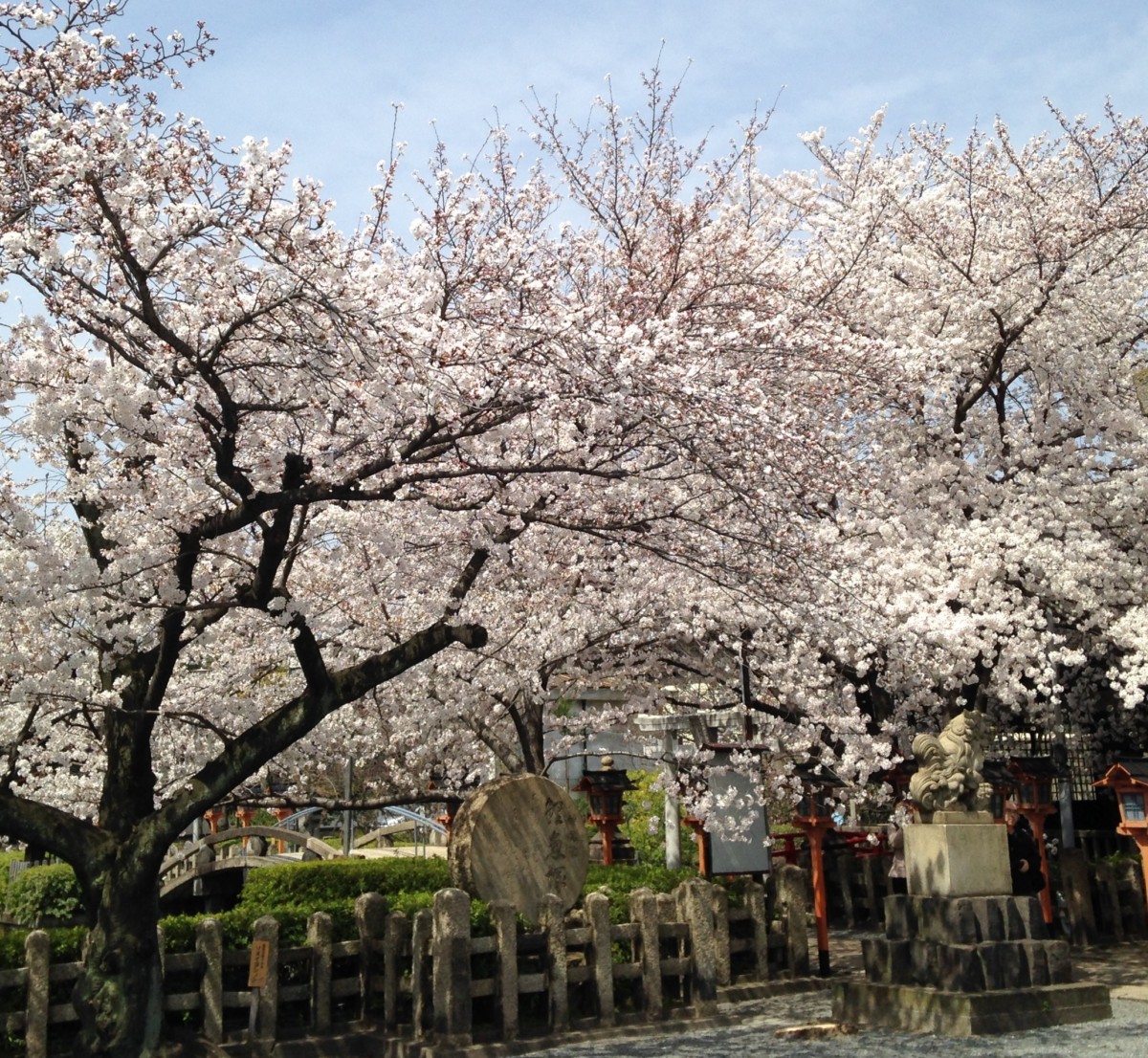 京都、桜、咲いてます(’14年4月2日)