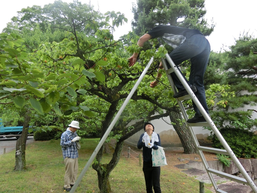 二条城の梅林で梅の実を収穫してきました 14年6月27日 京都のお香は老舗の林龍昇堂