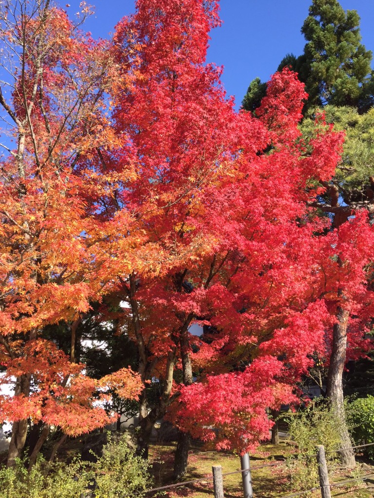 京都の紅葉状況 15年12月5日 京都のお香は老舗の林龍昇堂