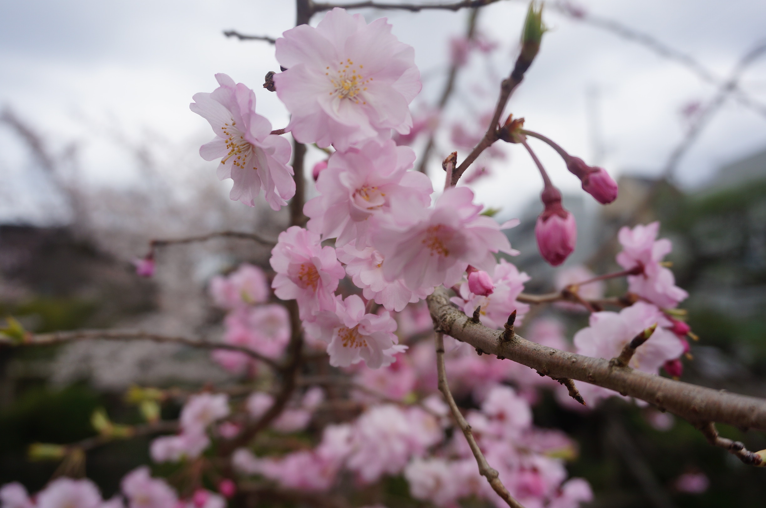 京都の桜・開花情報 – 神泉苑ほか(’16年4月2日)