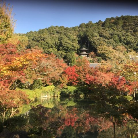秋だ、紅葉だ、京都へ行こう。(’17年11月6日)