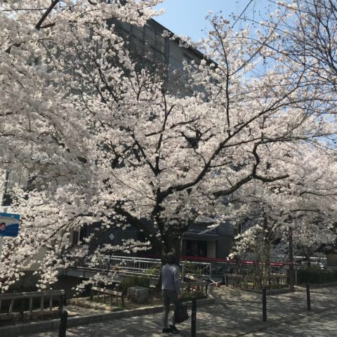 京都の桜の開花状況(’18年3月28日)